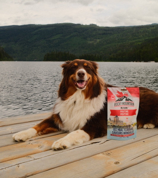 Australian Shepherd on a lakeside dock with Rocky Mountain Raw Global Flavours Poutine dog treats