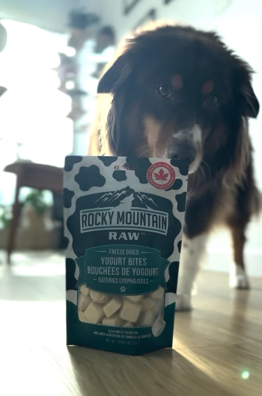 Australian Shepherd sniffing a bag of Rocky Mountain Raw Freeze-Dried Yogurt Bites