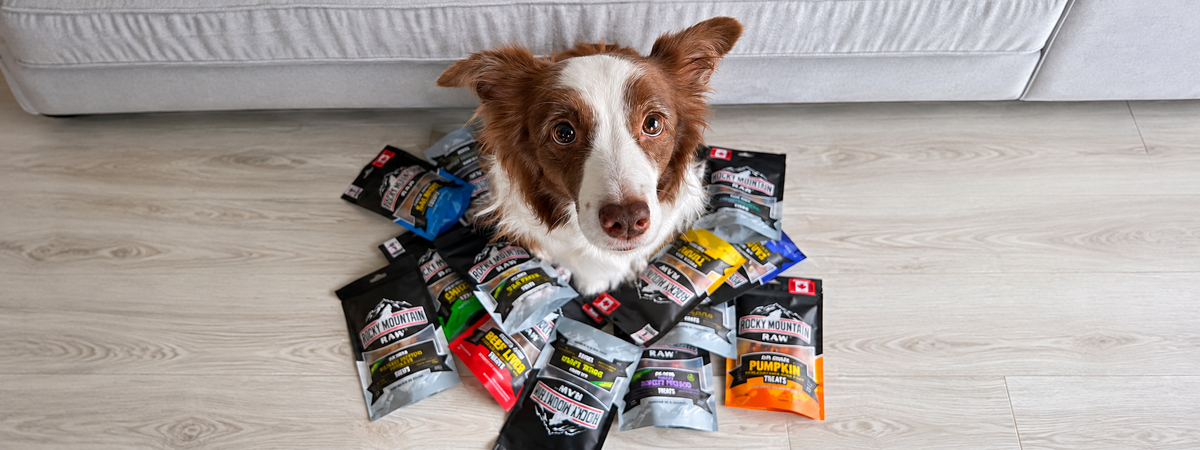 A brown and white dog sits on a light wood floor surrounded by multiple bags of Rocky Mountain Raw's healthy and single ingredient dog treats.